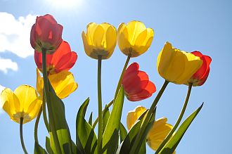 attraction-quotes-bright-tulips