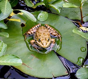 Inner Journey - Frog on Lily Pad