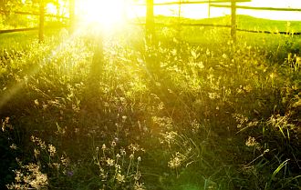Soul Quotes - Sun Rays Shining in Field