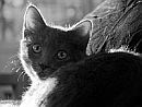kitten-black and white