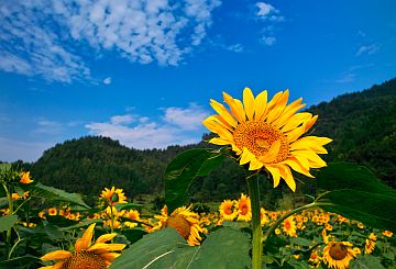 communicating-with-god-sunflower-higher-than-the-others