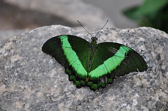 How to Develop Intuition - Green Butterfly