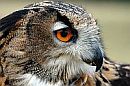closeup owl face