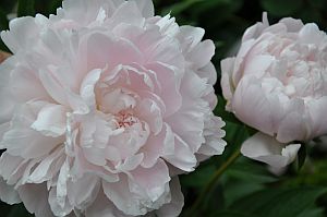 Psychic Abilities - Peony Clairalience