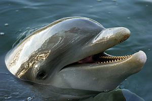 Psychic Empaths - Sensing   and Feeling Dolphins' Emotions!